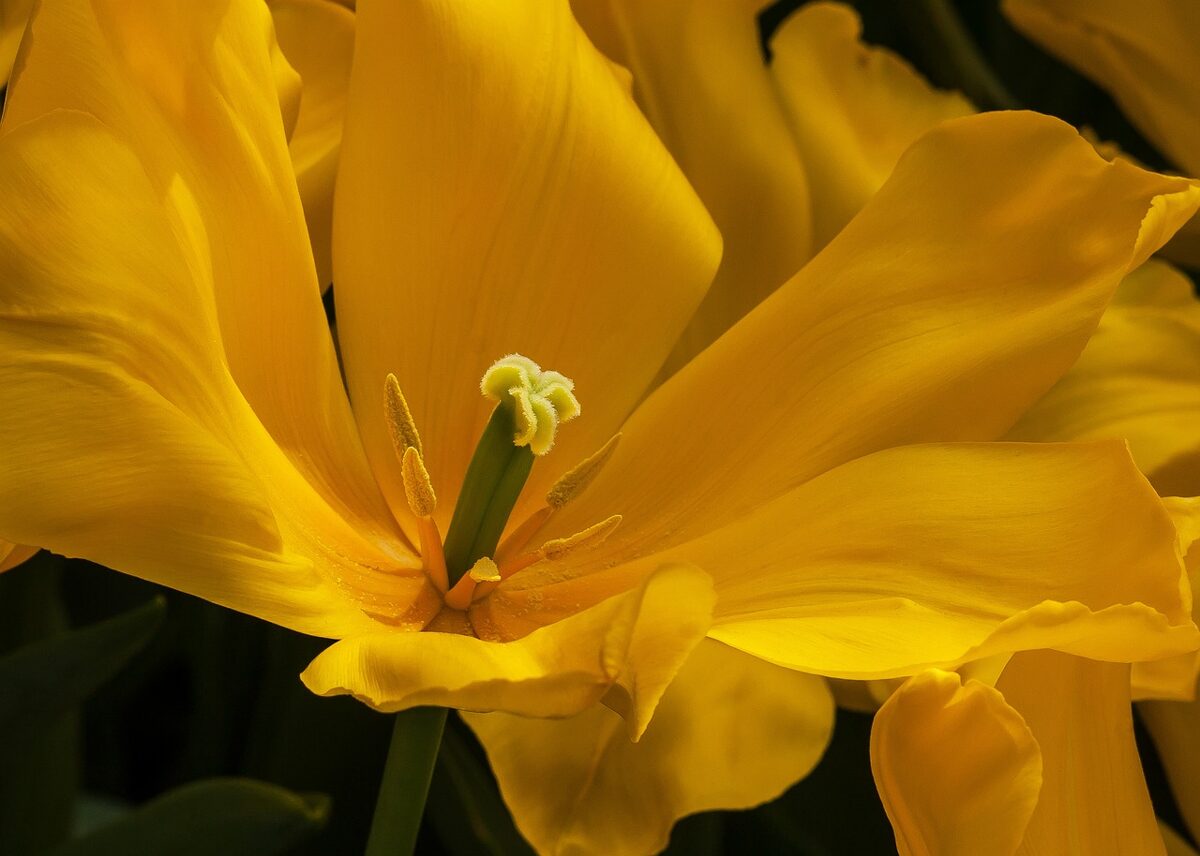 Yellow_tulip.jpg